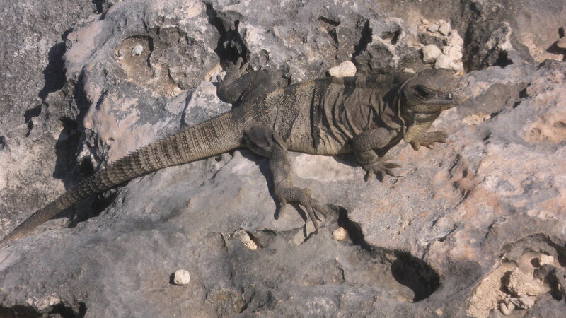 Iguana on Rocky Surface