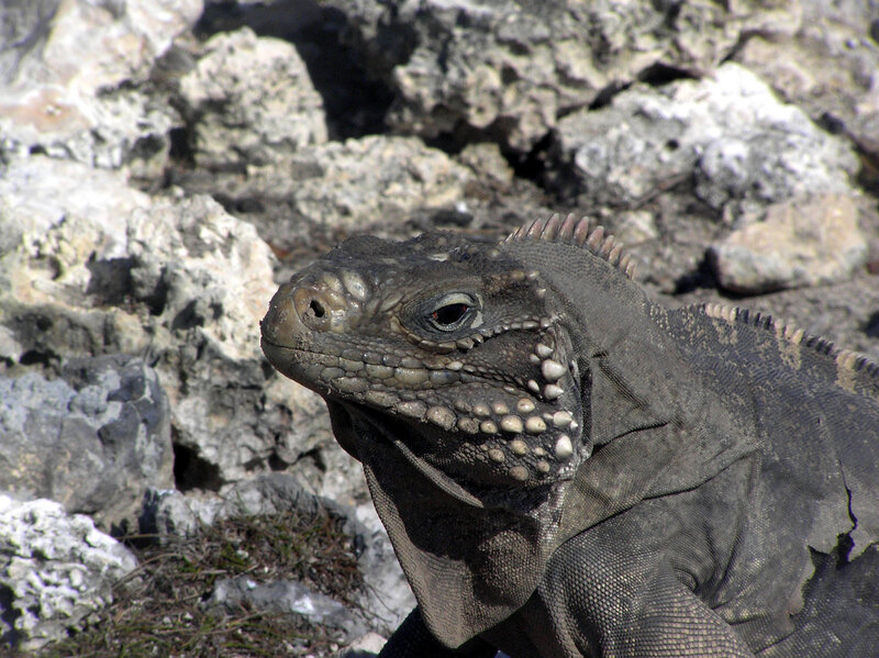 iguana on rocky terrain
