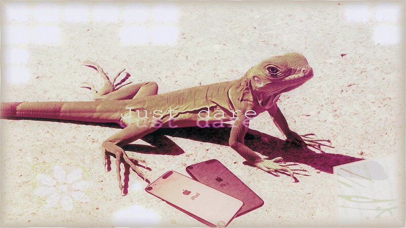Iguana on Sand