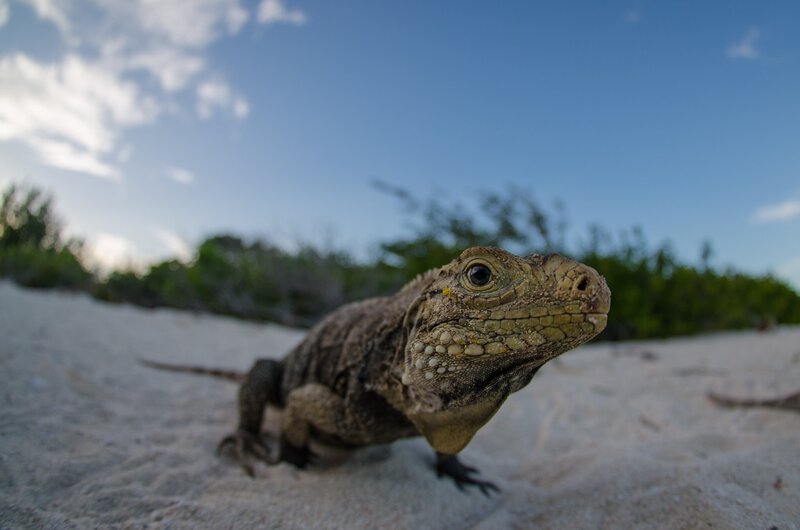 Iguana on Sandy Beach — Blue