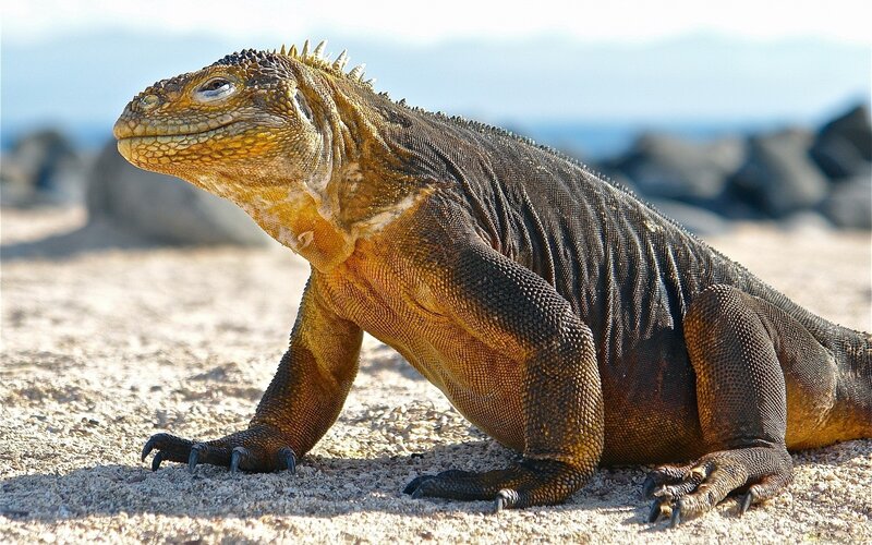 iguana on sandy beach