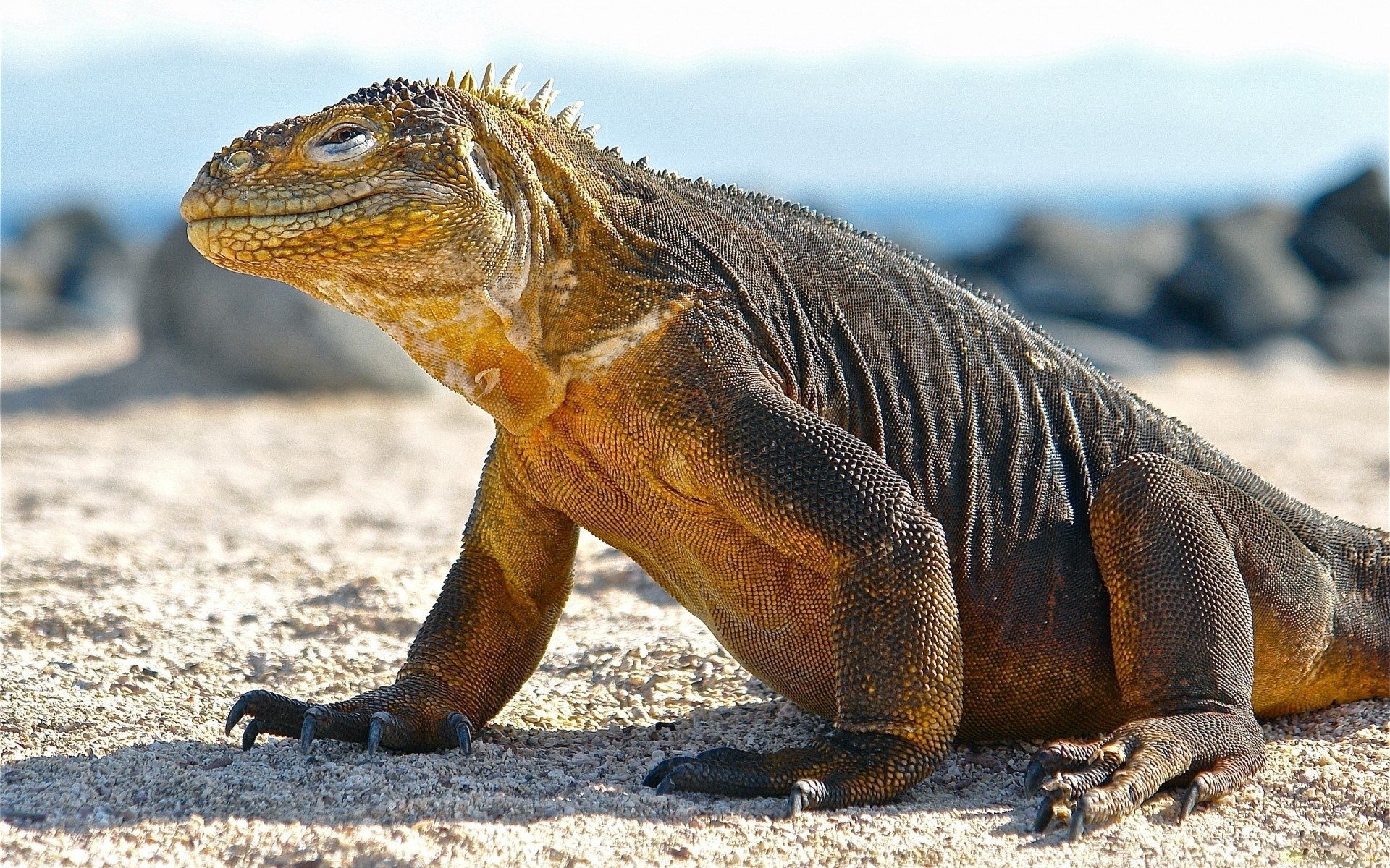 iguana on sandy beach