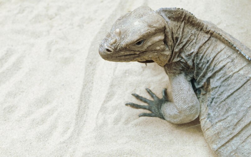 iguana on sandy ground