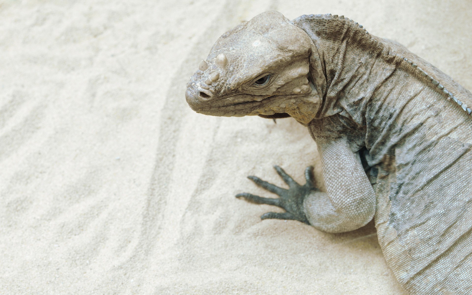 iguana on sandy ground