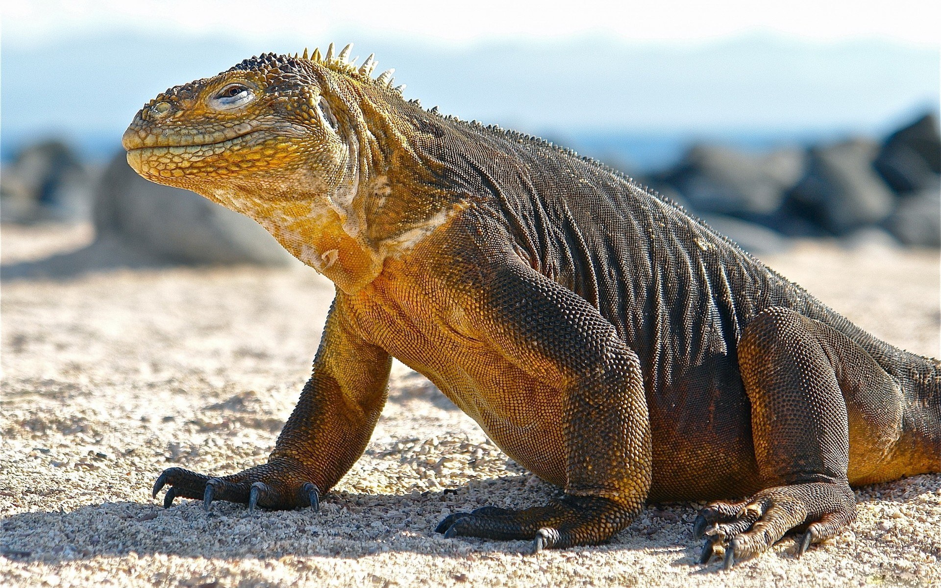 iguana on sandy ground
