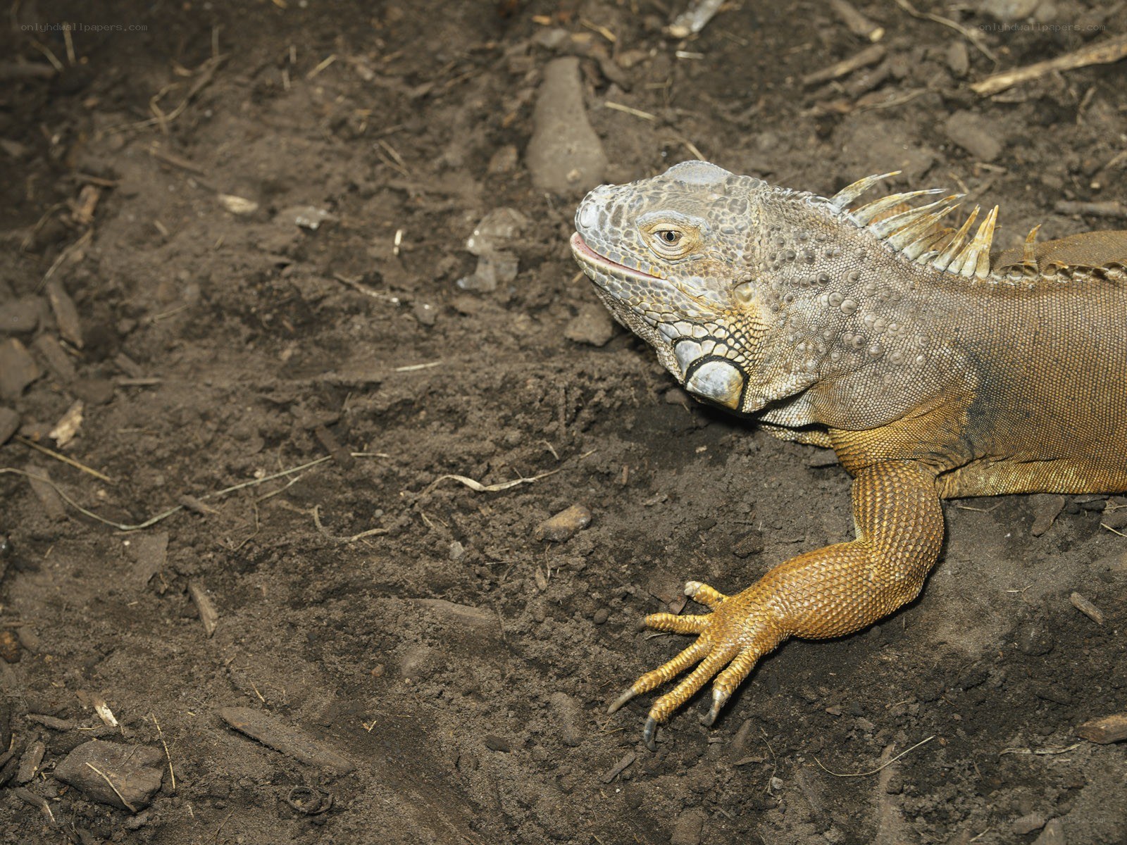 iguana on soil ground