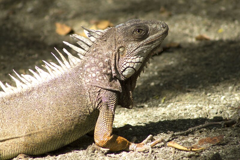 iguana on the ground
