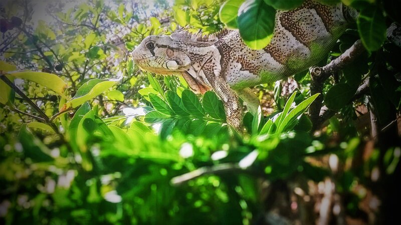 Iguana on Tree Branch