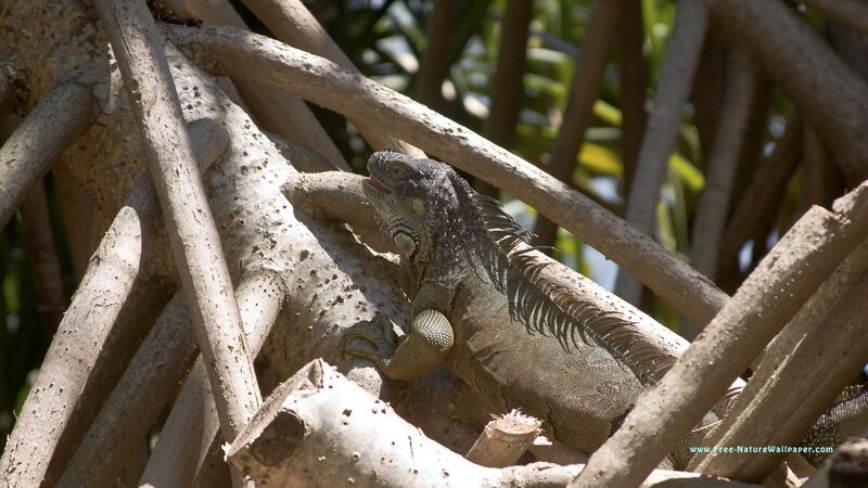 Iguana on tree branches