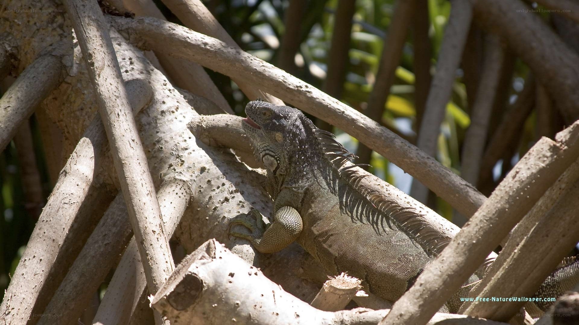 Iguana on tree branches