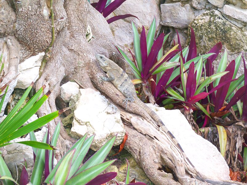 Iguana on tree root