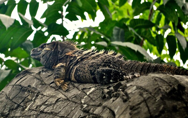Iguana on Tree Trunk