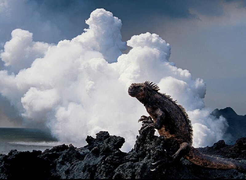 iguana on volcanic rock