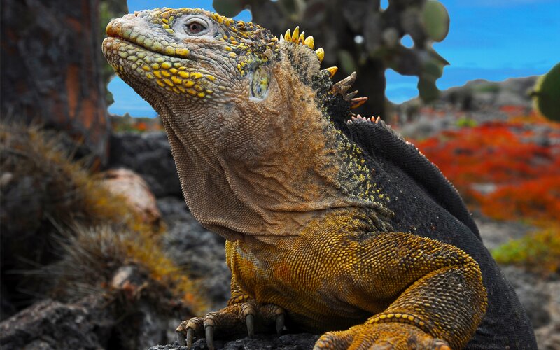Iguana on Volcanic Rock — Yellow