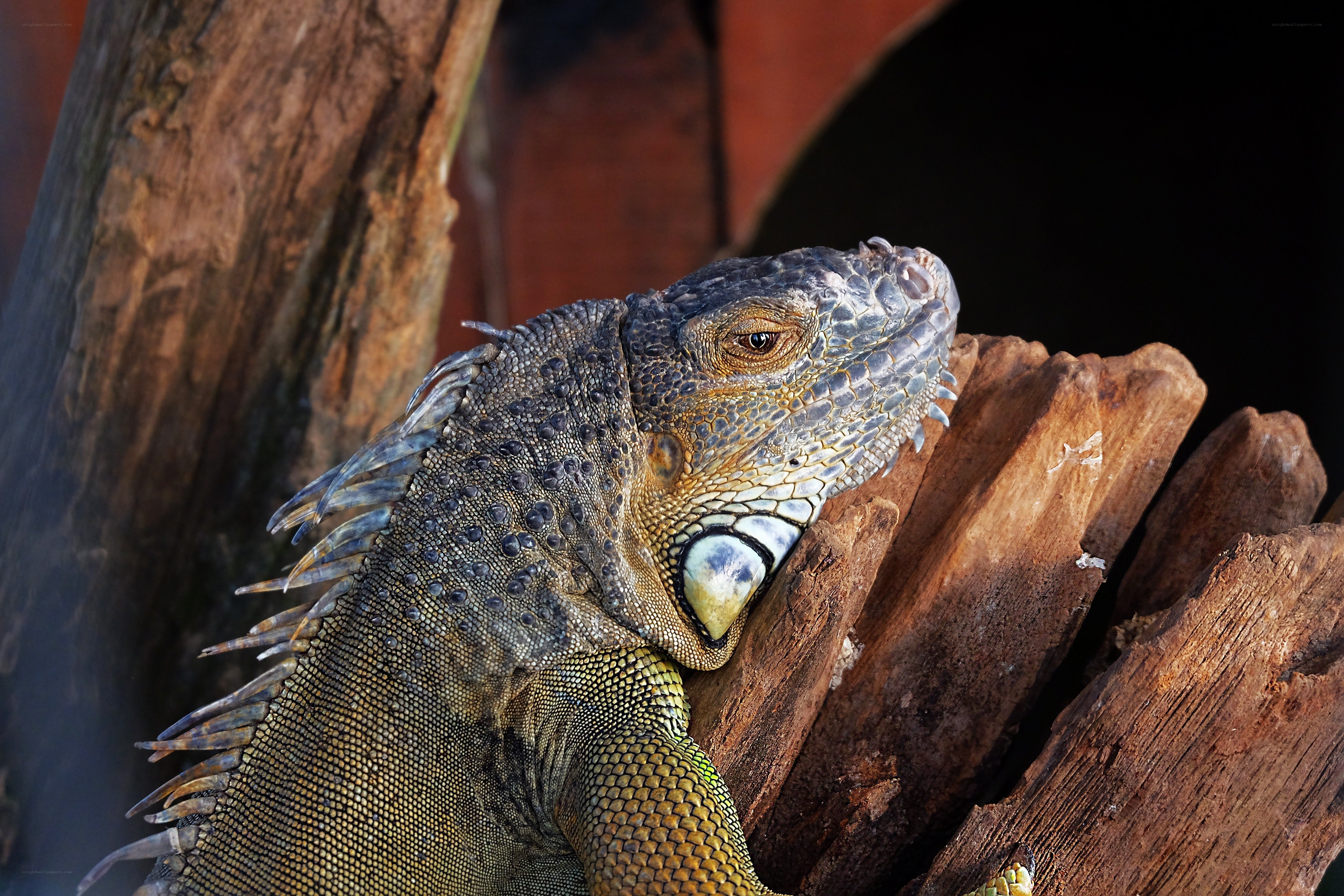 iguana on wooden log