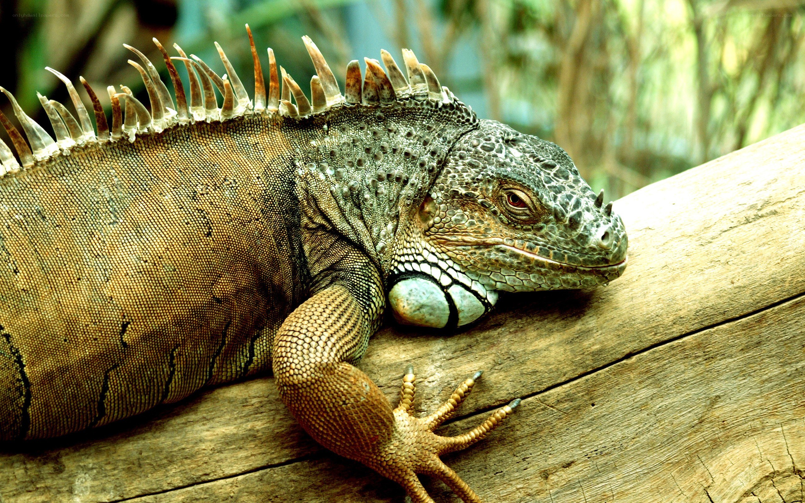 iguana resting on a log