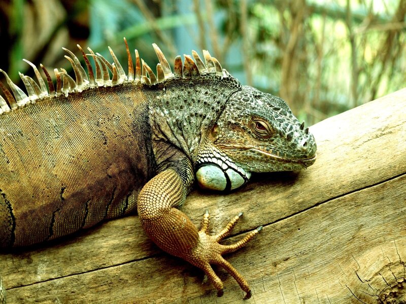 Iguana resting on a log