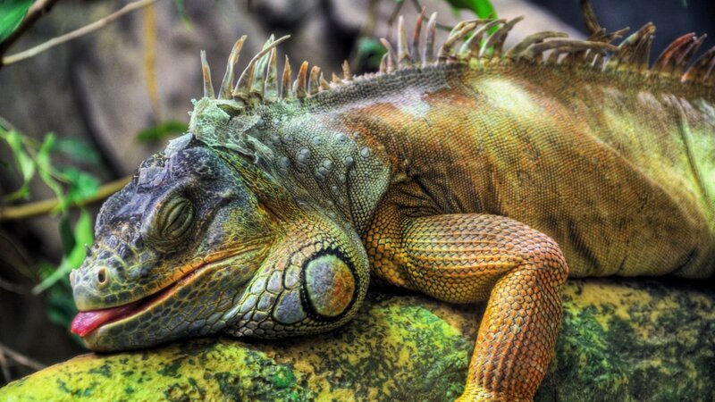 Iguana resting on a rock