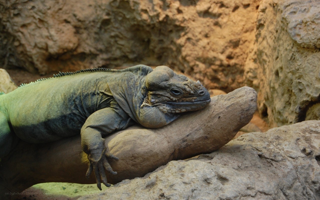 iguana resting on a rock