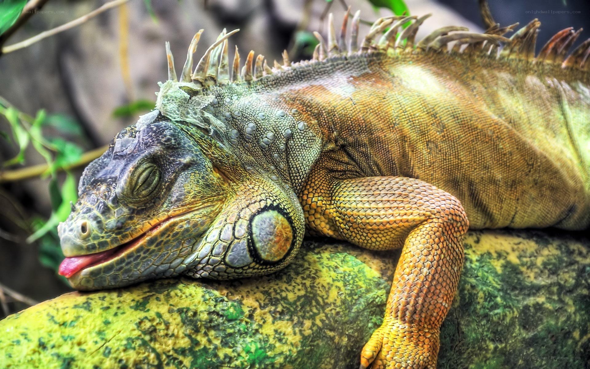 Iguana resting on a rock