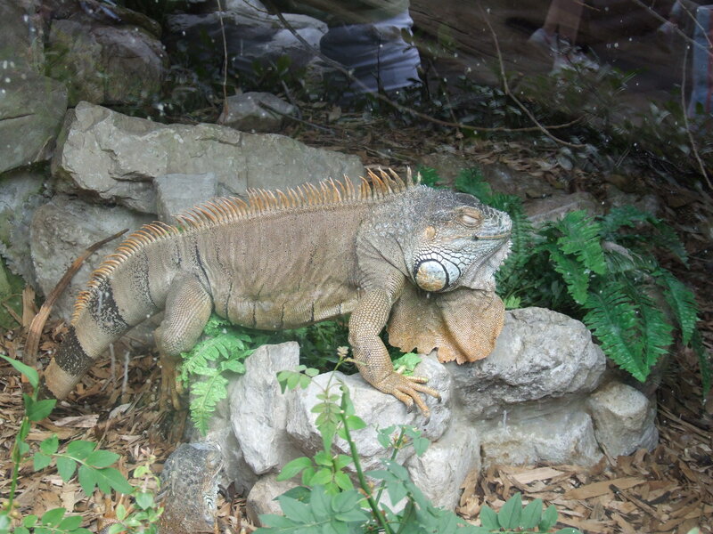 Iguana resting on rocks