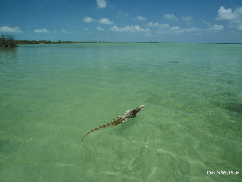 Iguana swimming in clear water