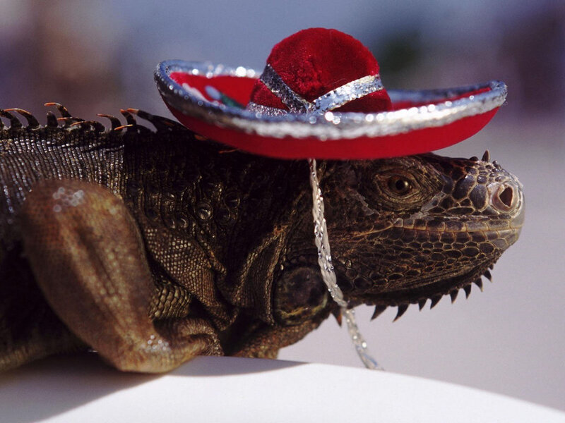 Iguana Wearing Sombrero — Red