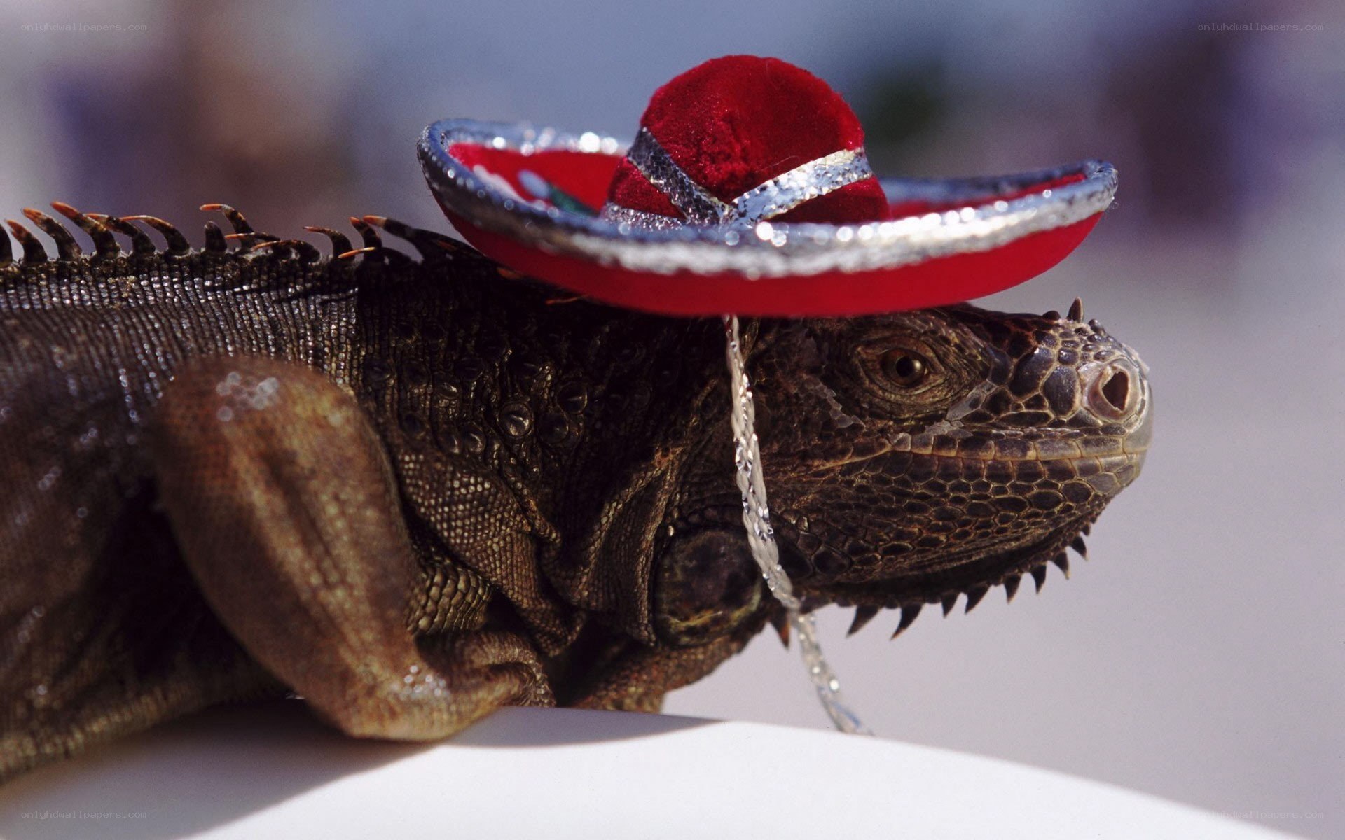 iguana wearing sombrero