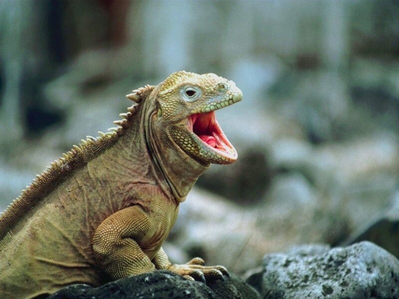 iguana with open mouth