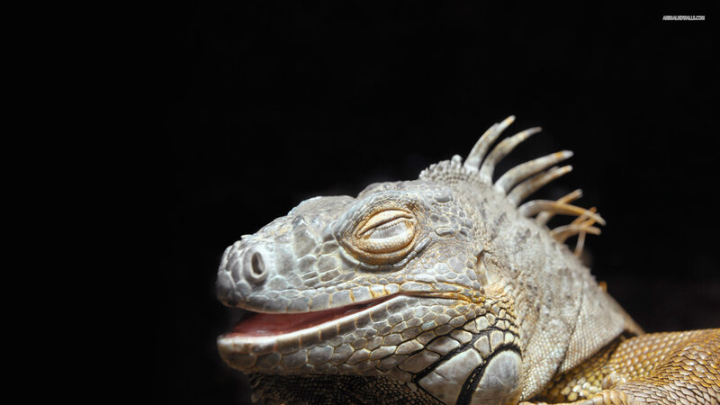 Iguana with Open Mouth — Gray