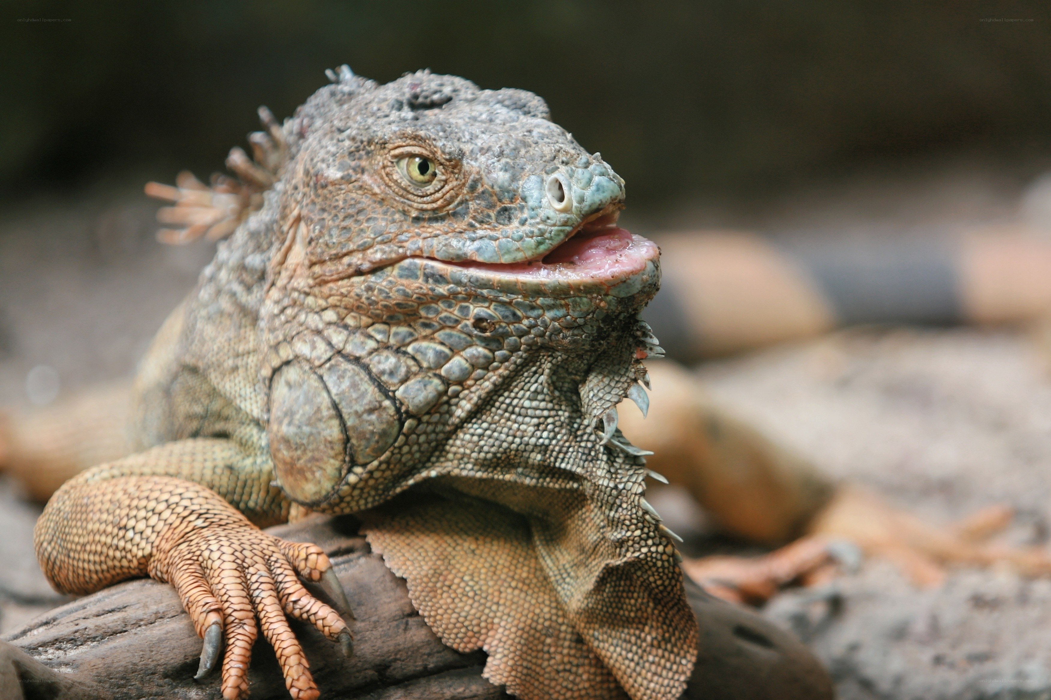 iguana with open mouth