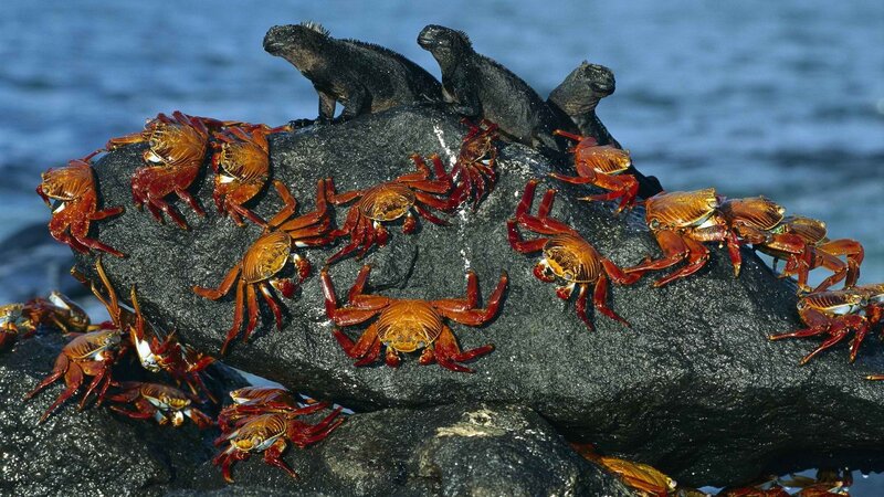 Iguanas and crabs on a rock
