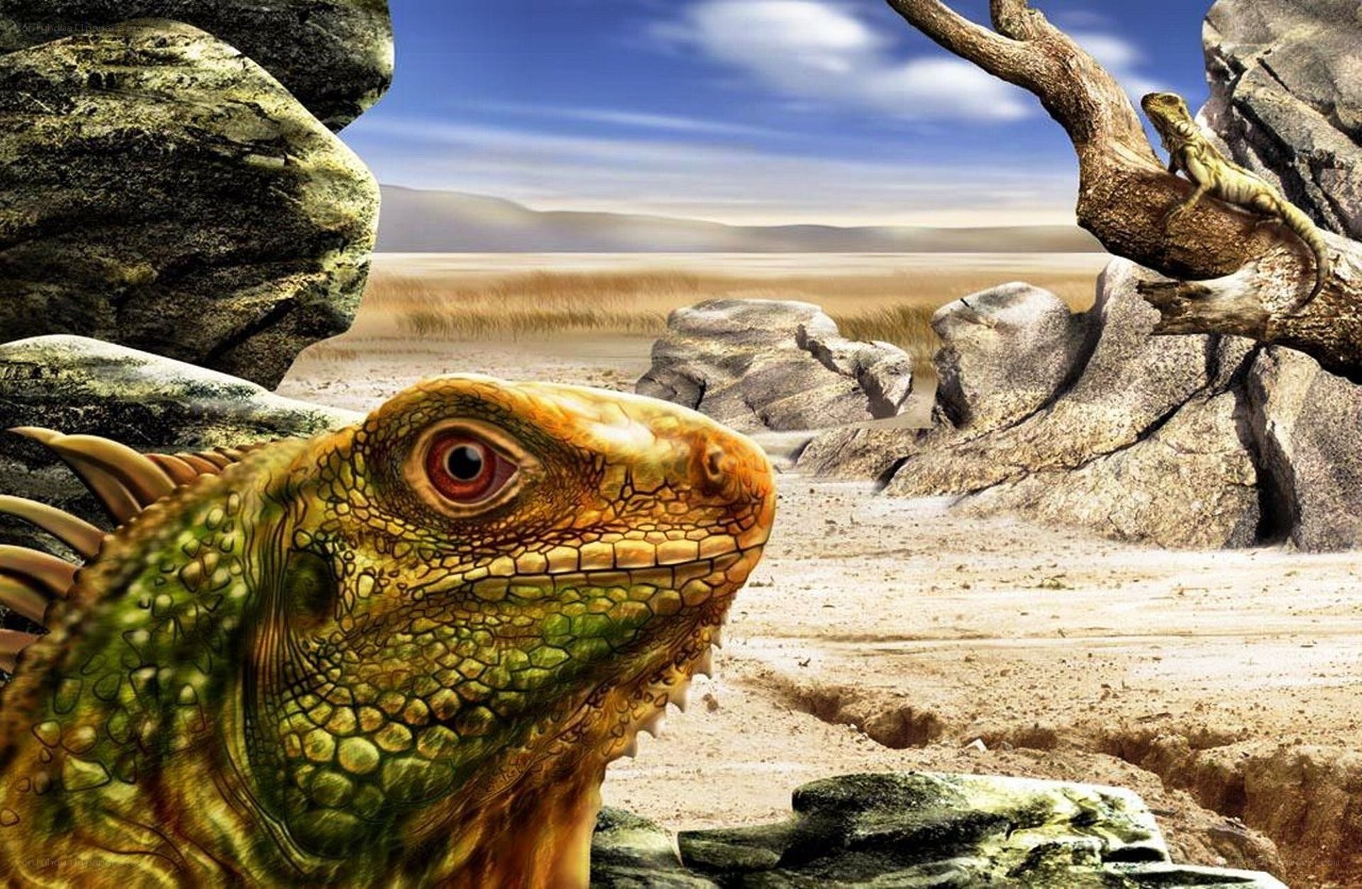 Iguanas in a desert landscape