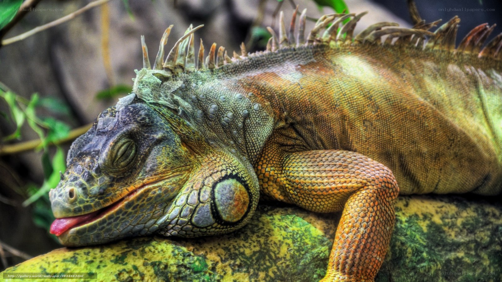 iguanas on a rock