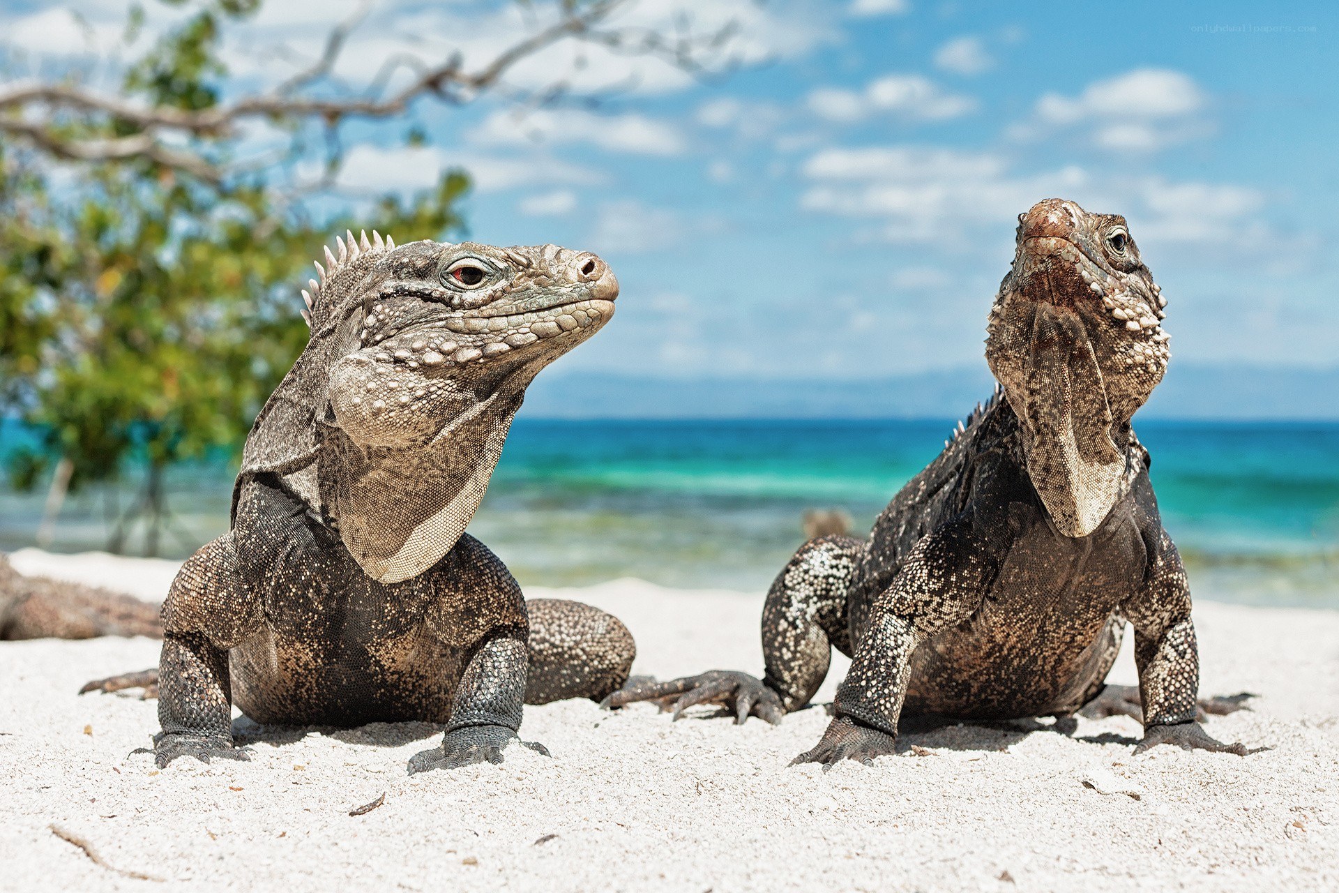 Iguanas on a tropical beach