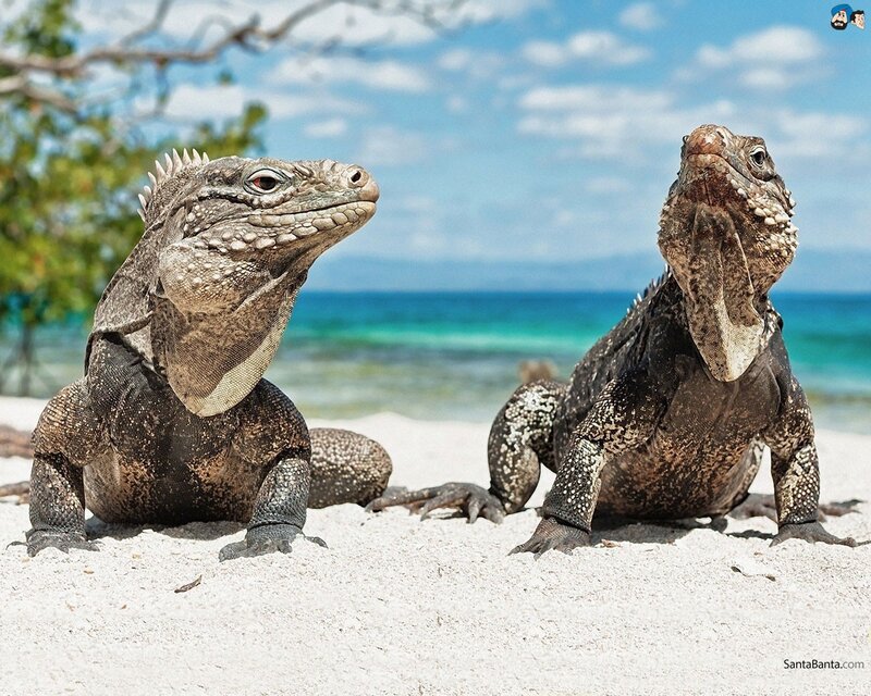 Iguanas on a tropical beach