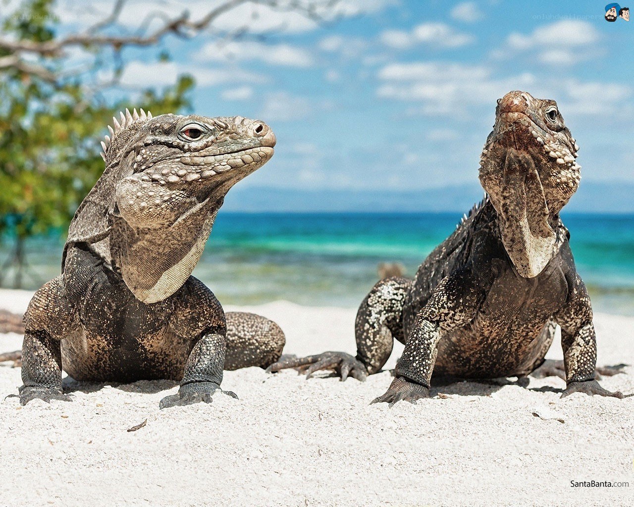 Iguanas on a tropical beach