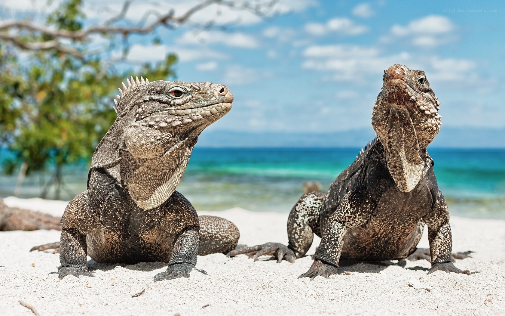 Iguanas on a tropical beach