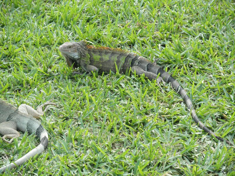 Iguanas on Grass