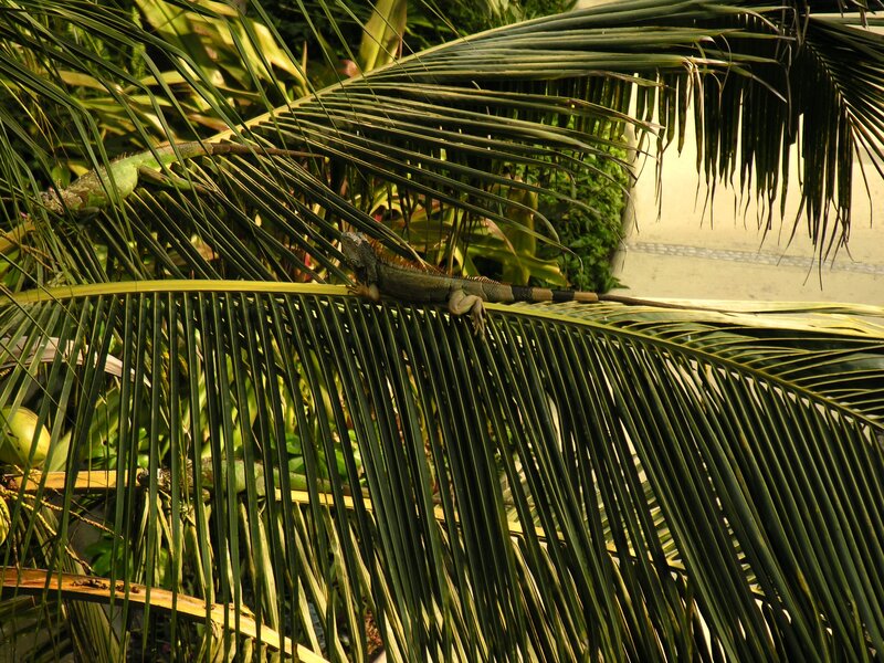 iguanas on palm fronds