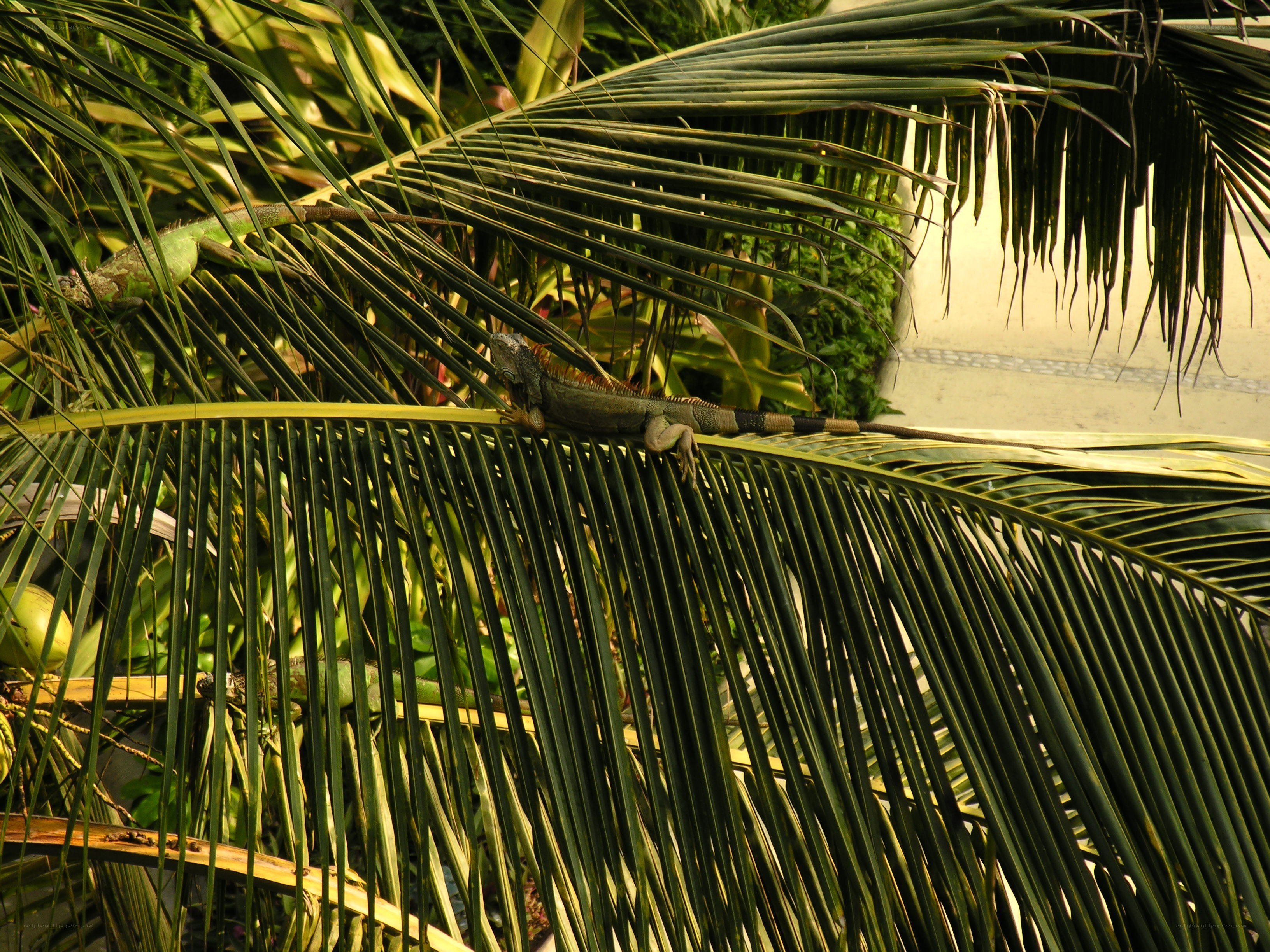 iguanas on palm fronds