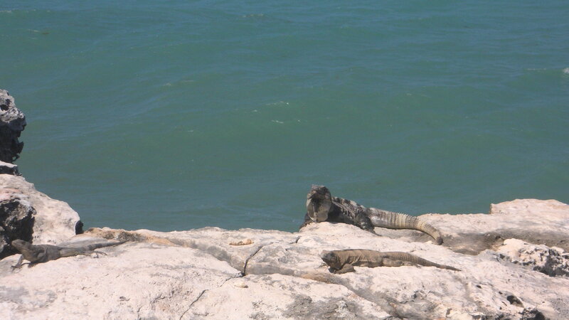 Iguanas on Rocks