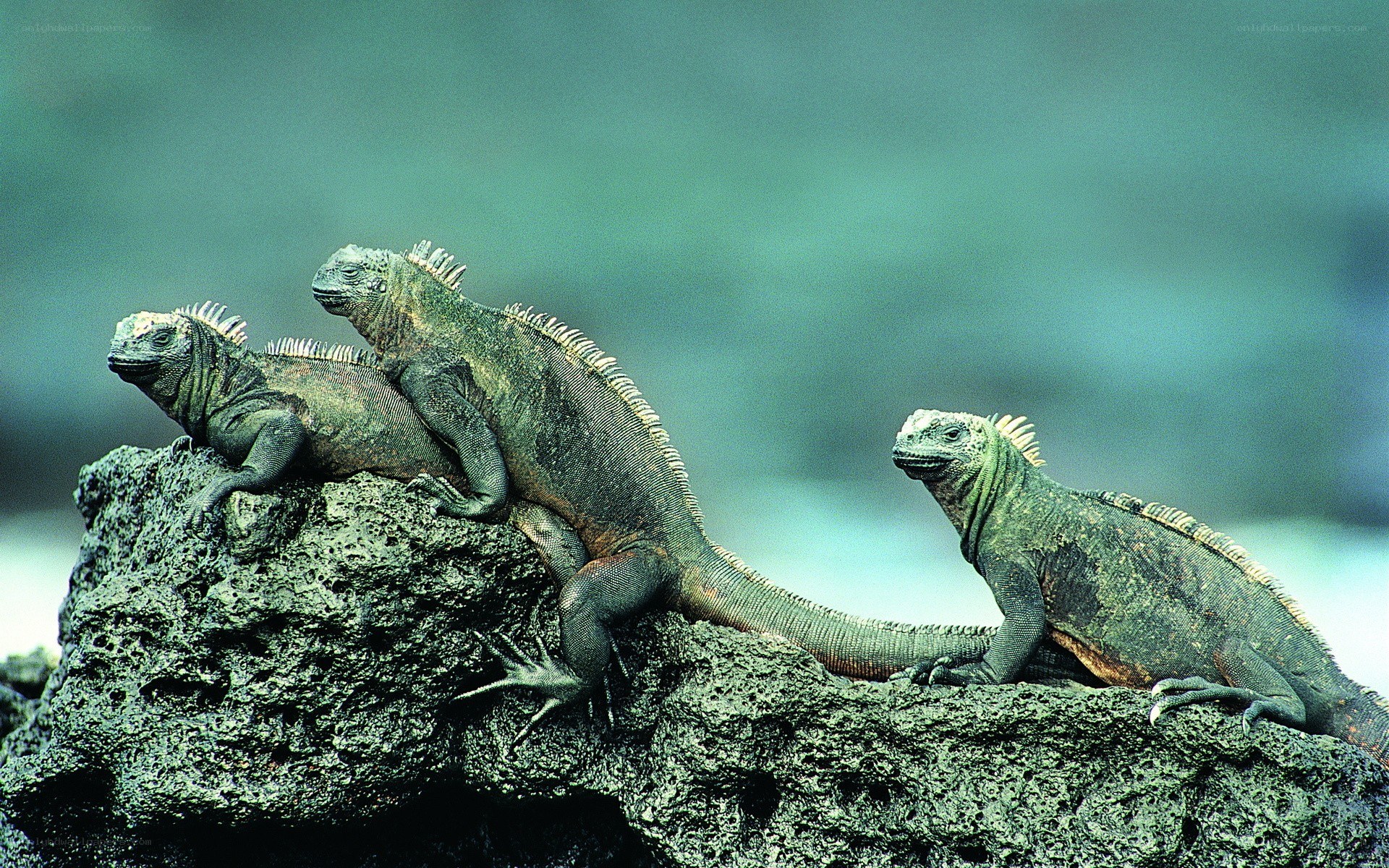 iguanas on volcanic rock
