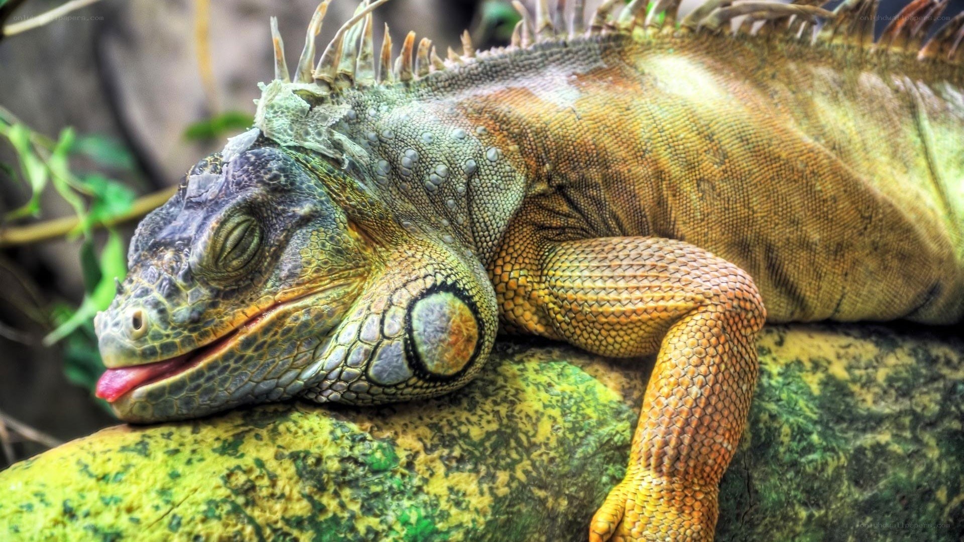 iguanas resting on a rock