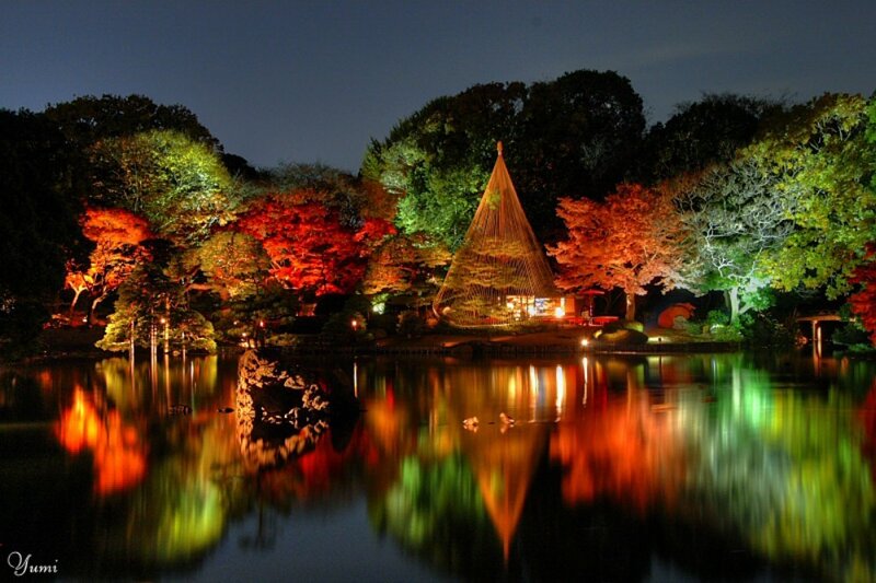 Illuminated autumn garden at night