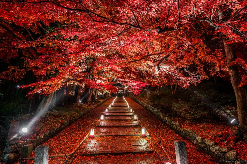 Illuminated Autumn Pathway