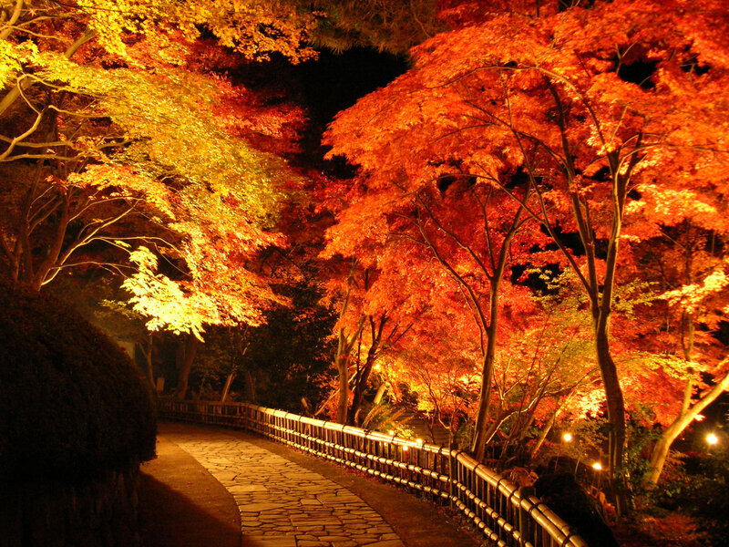 Illuminated Autumn Trees — Red