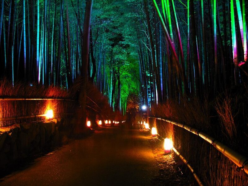 illuminated bamboo forest path