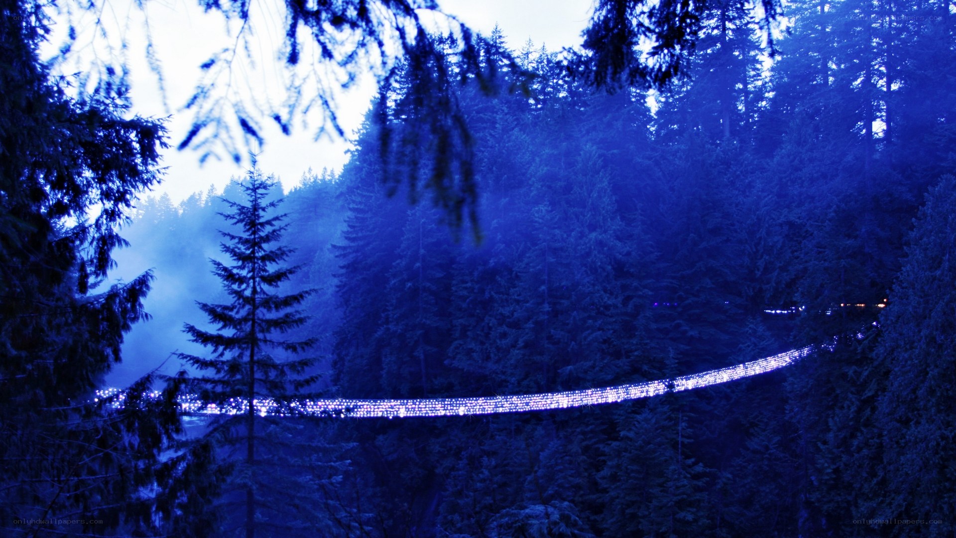 illuminated bridge in forest