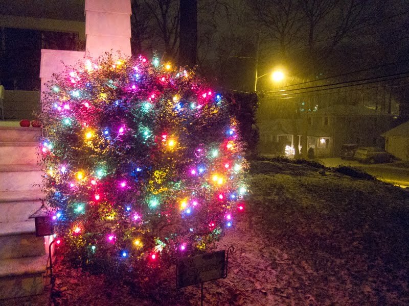 Illuminated Bush on Porch
